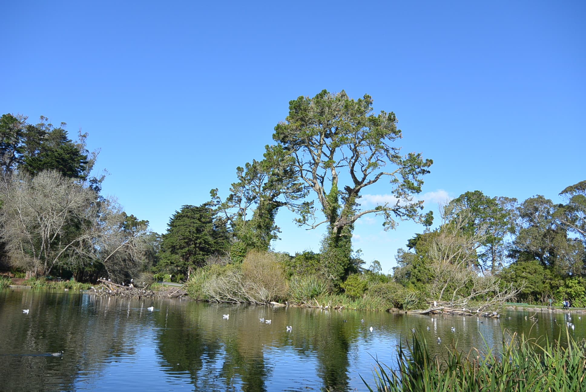 Der Stow Lake am Strawberry Hill