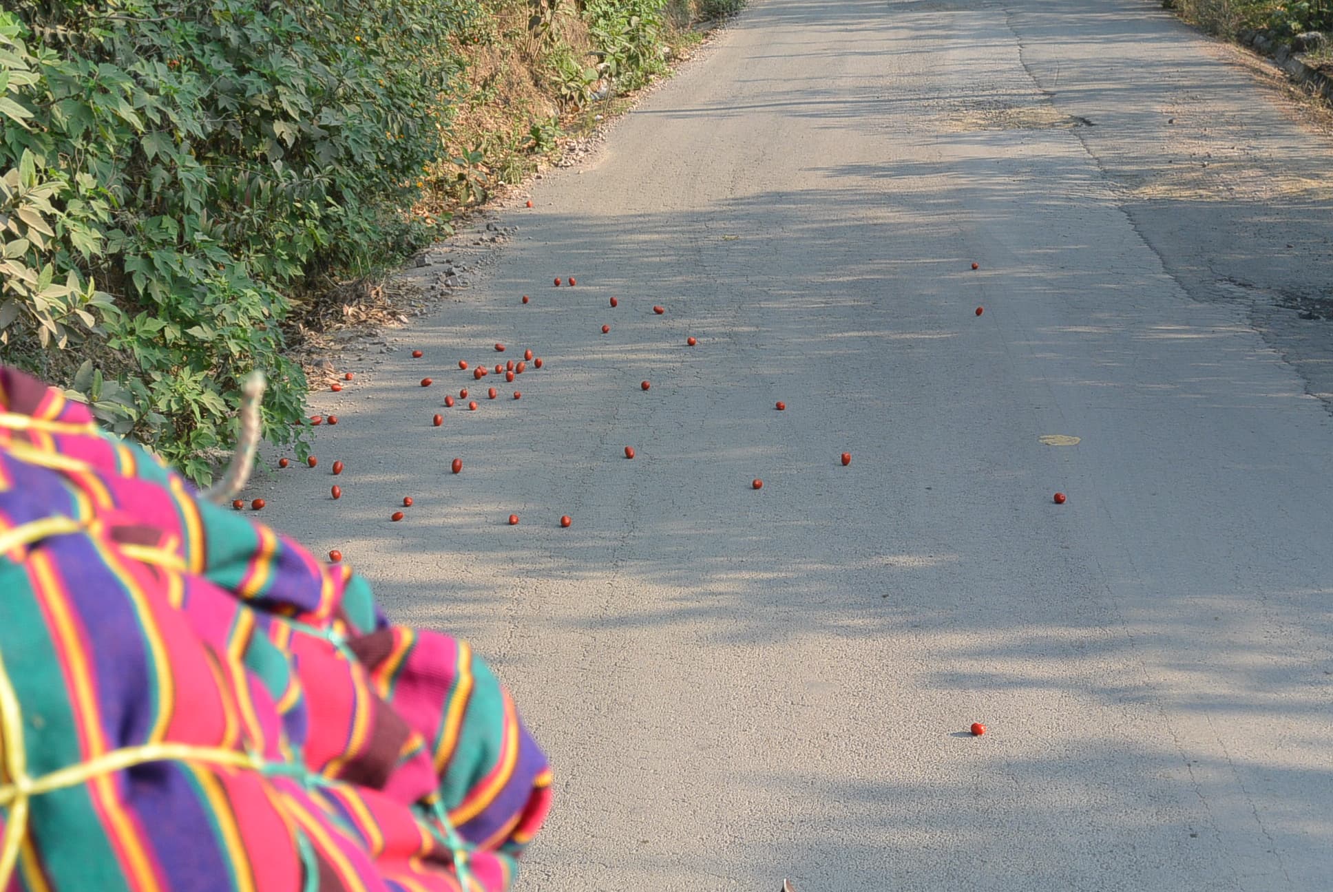 Kullernde Tomaten