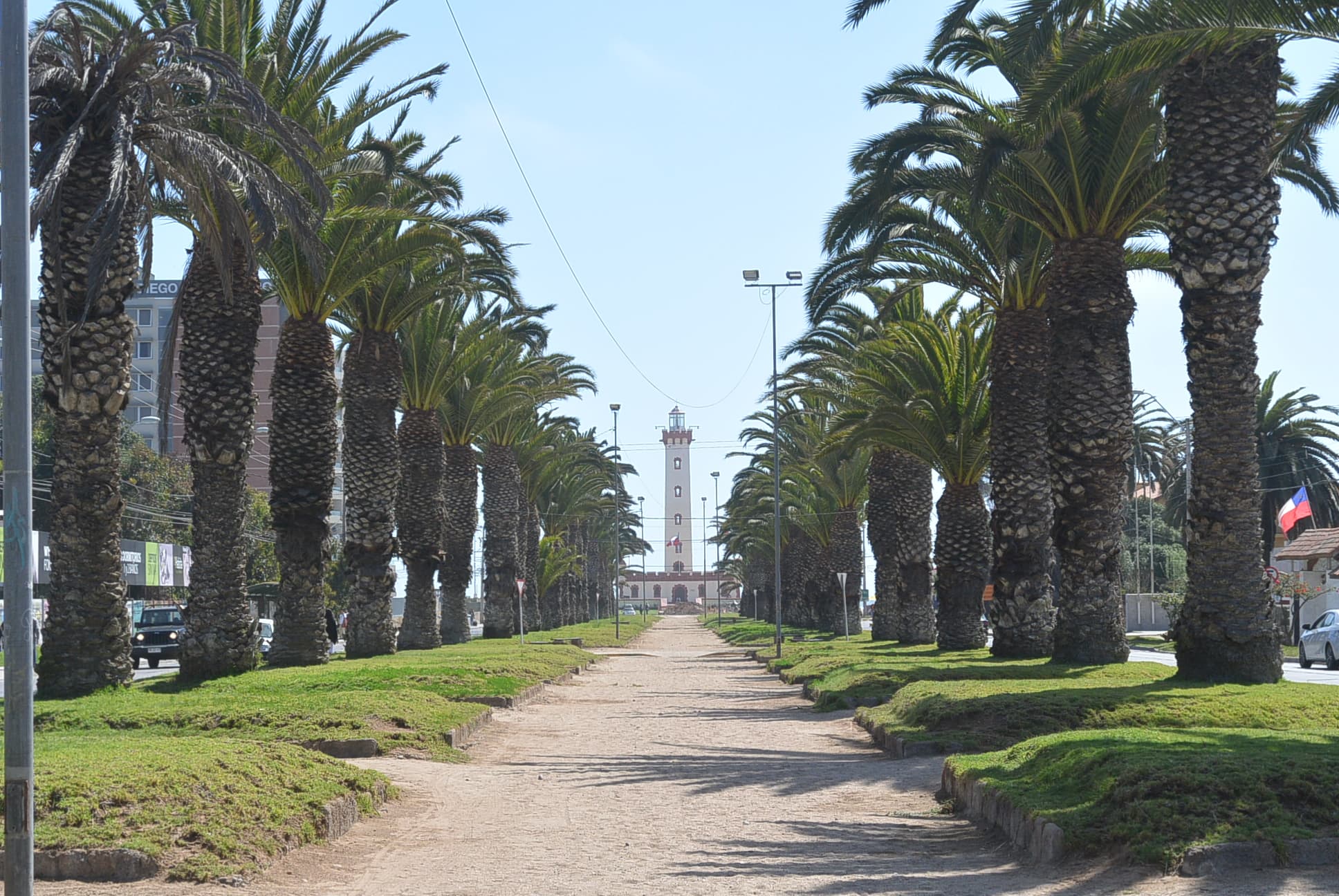 Die mögen Palmen in La Serena