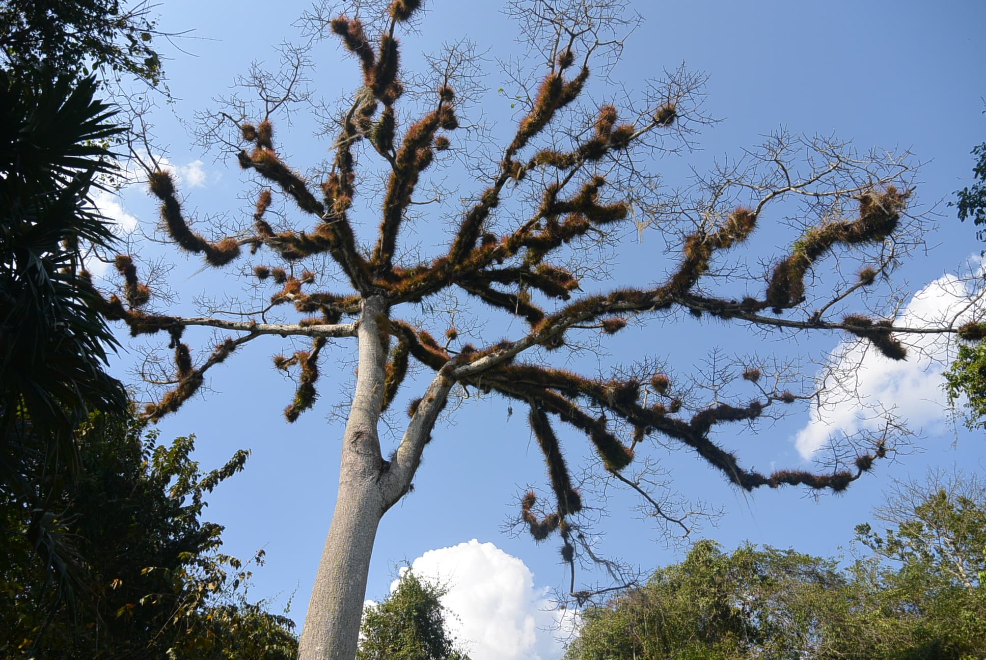 Der Leimbaum