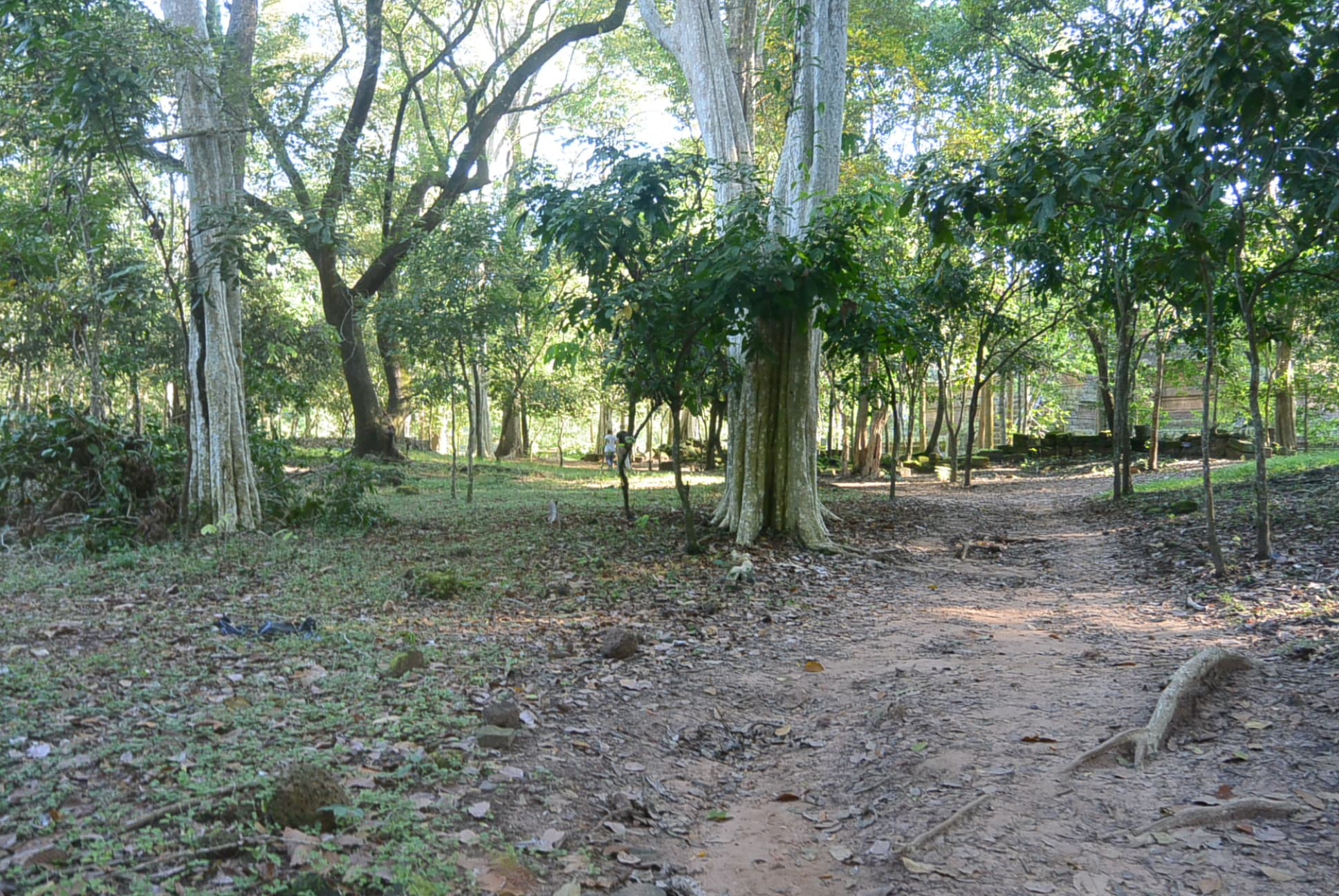 Der Weg durch den Wald