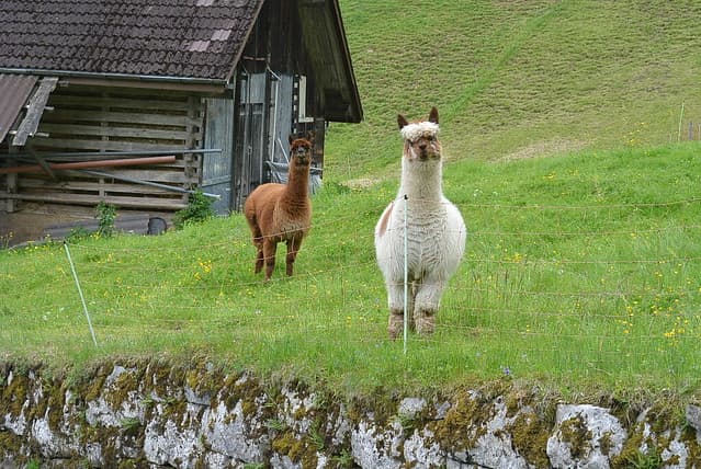 Ob die Lamas so weit spucken?