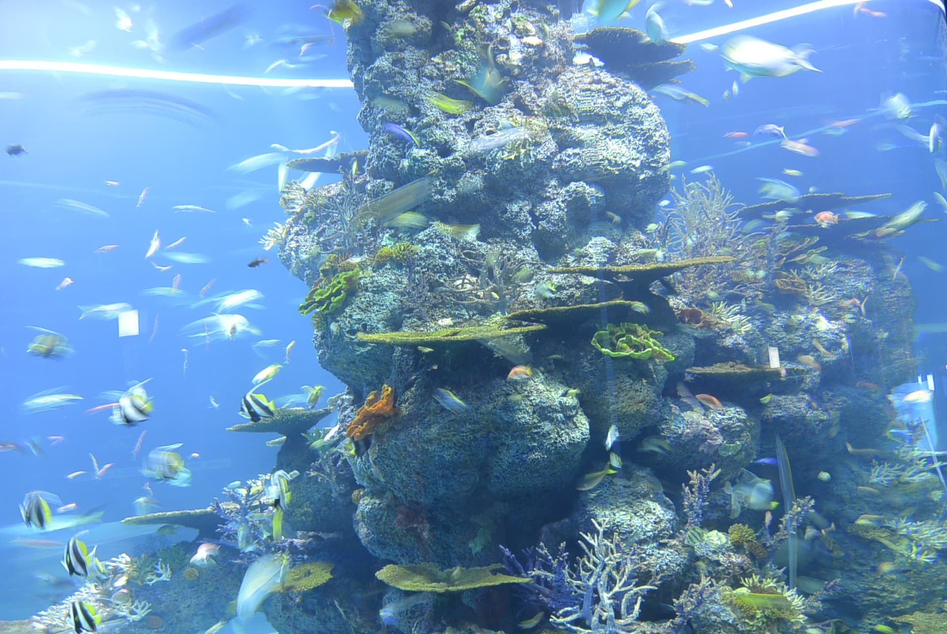 Eines von vielen Aquarien