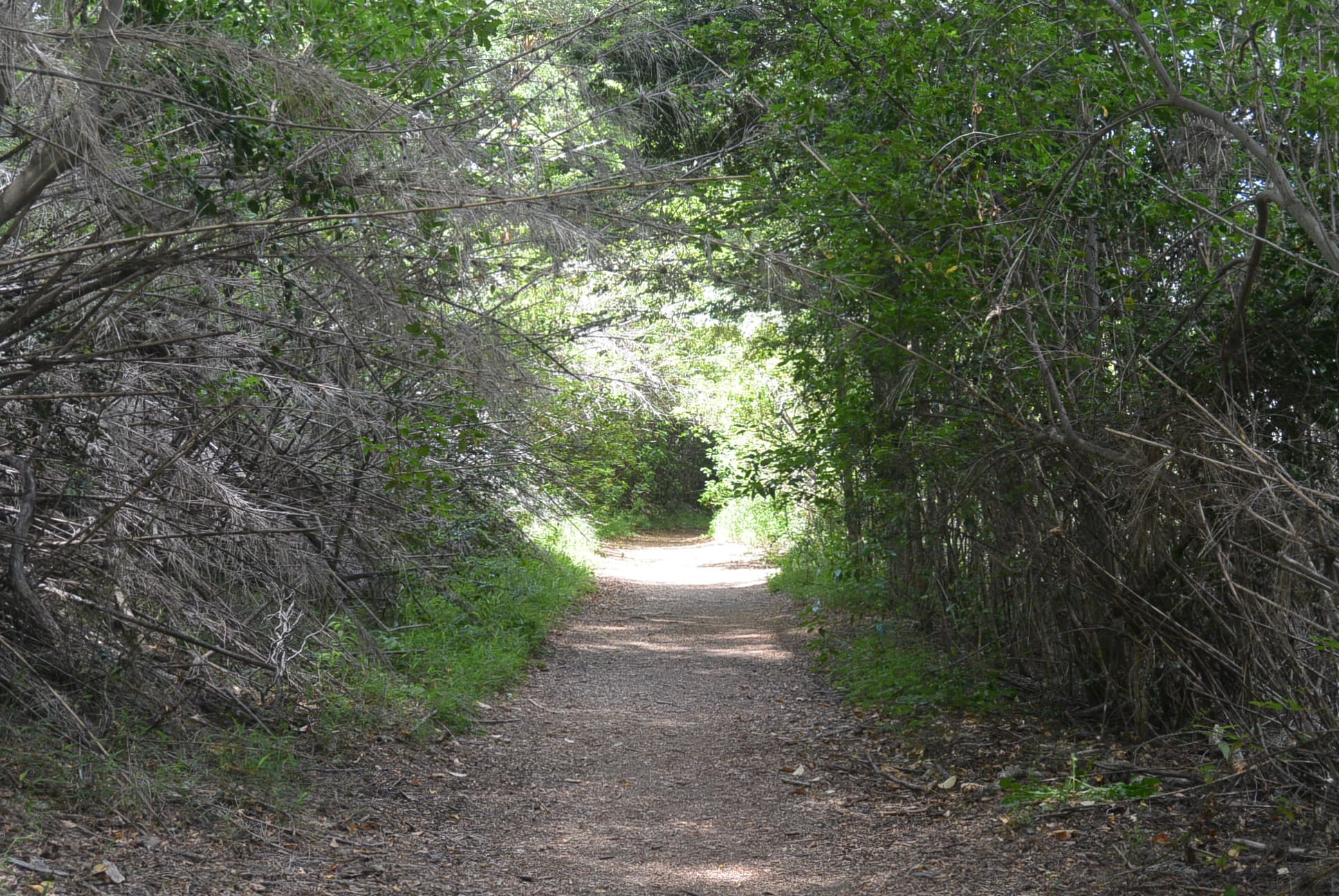 Ein einsamer Wald