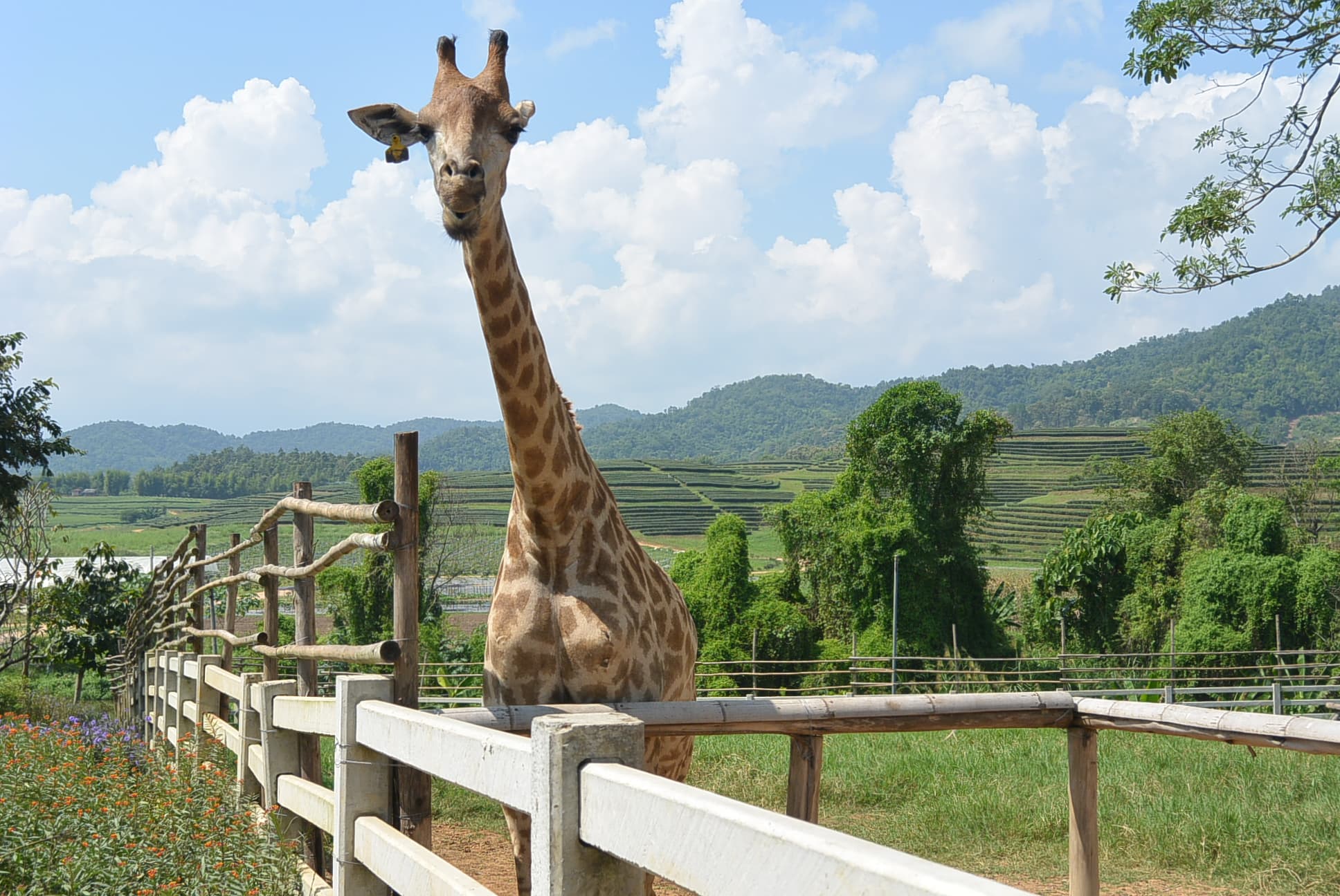 Giraffe und Teeplantage