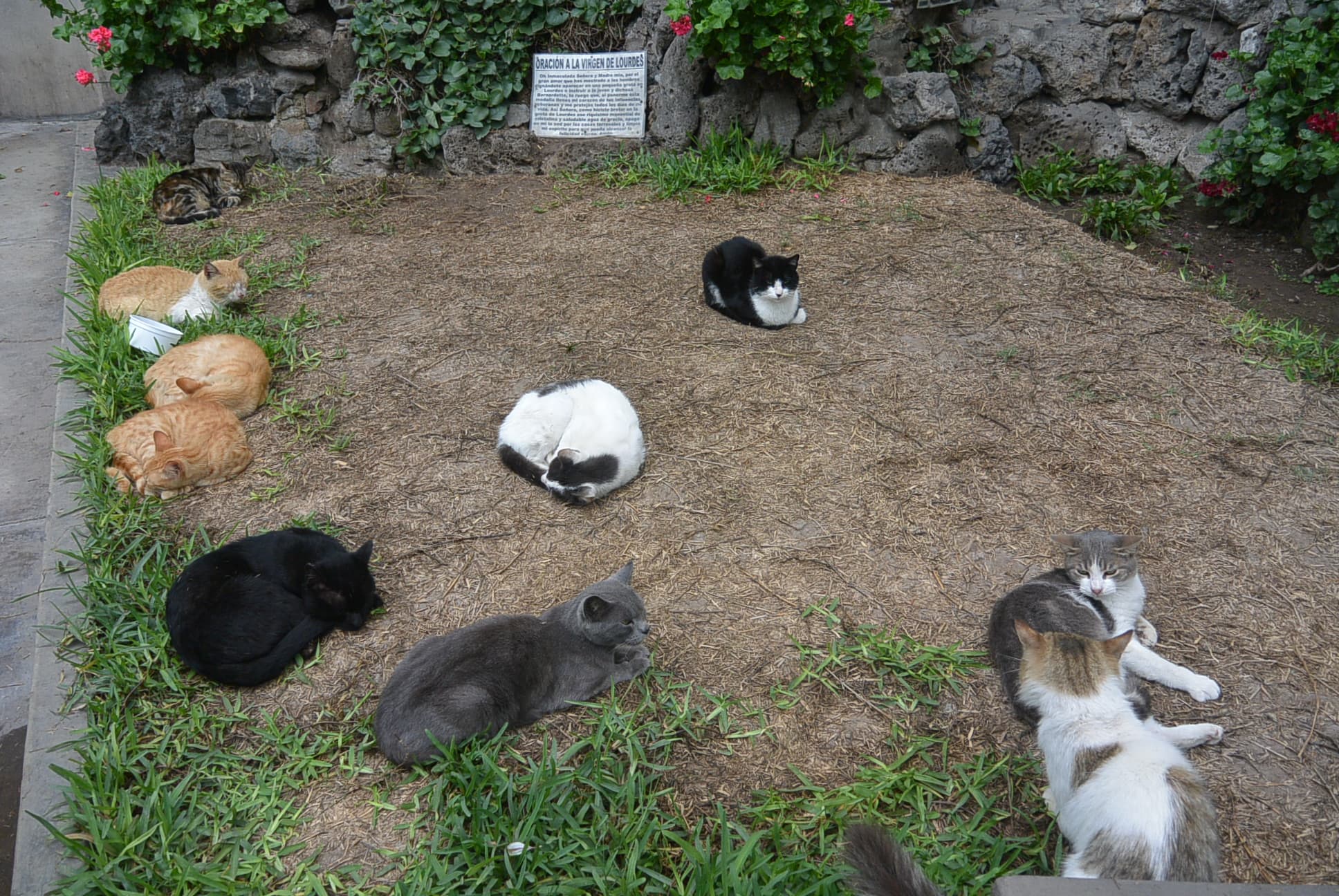 Miau