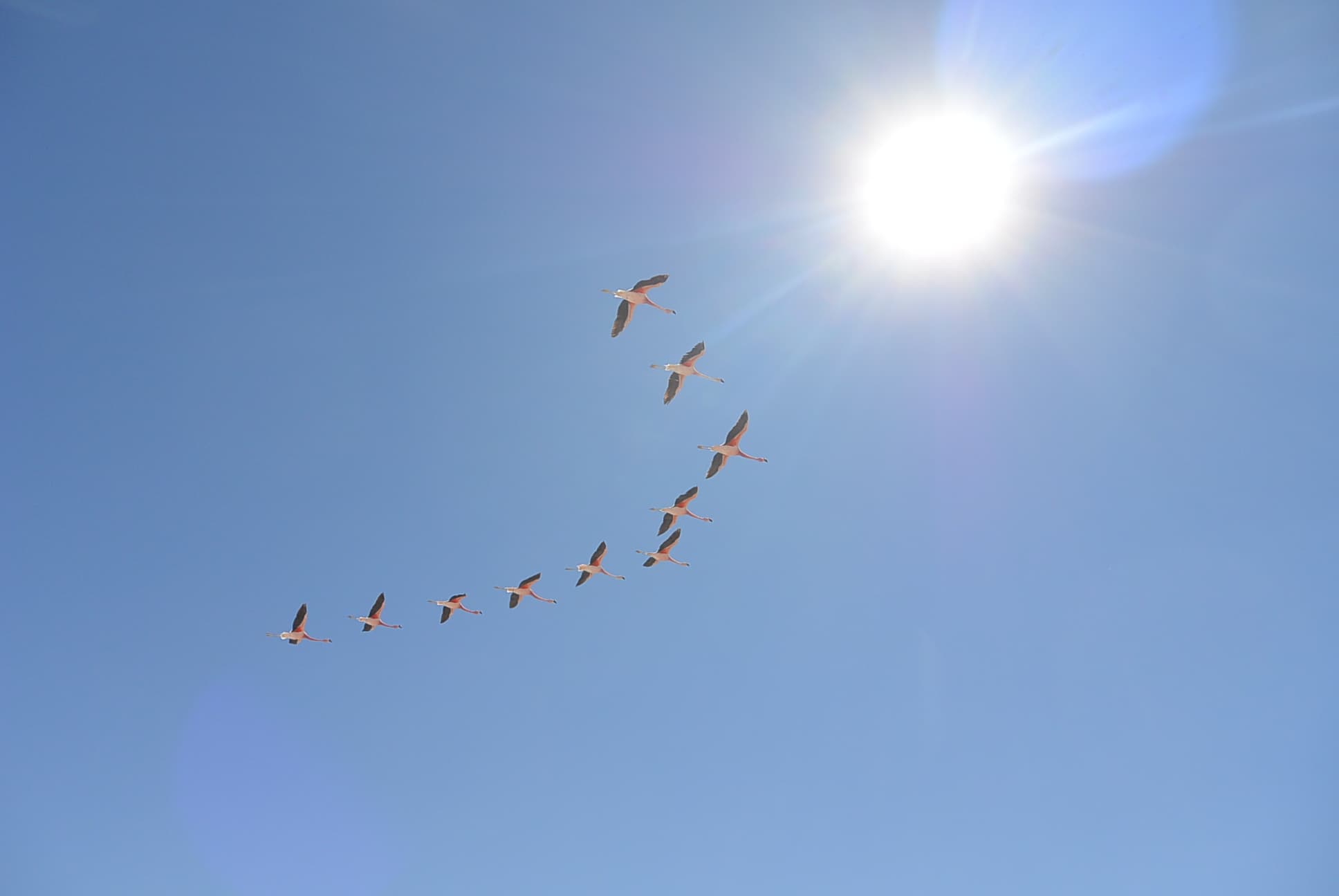 Fliegende Flamingos