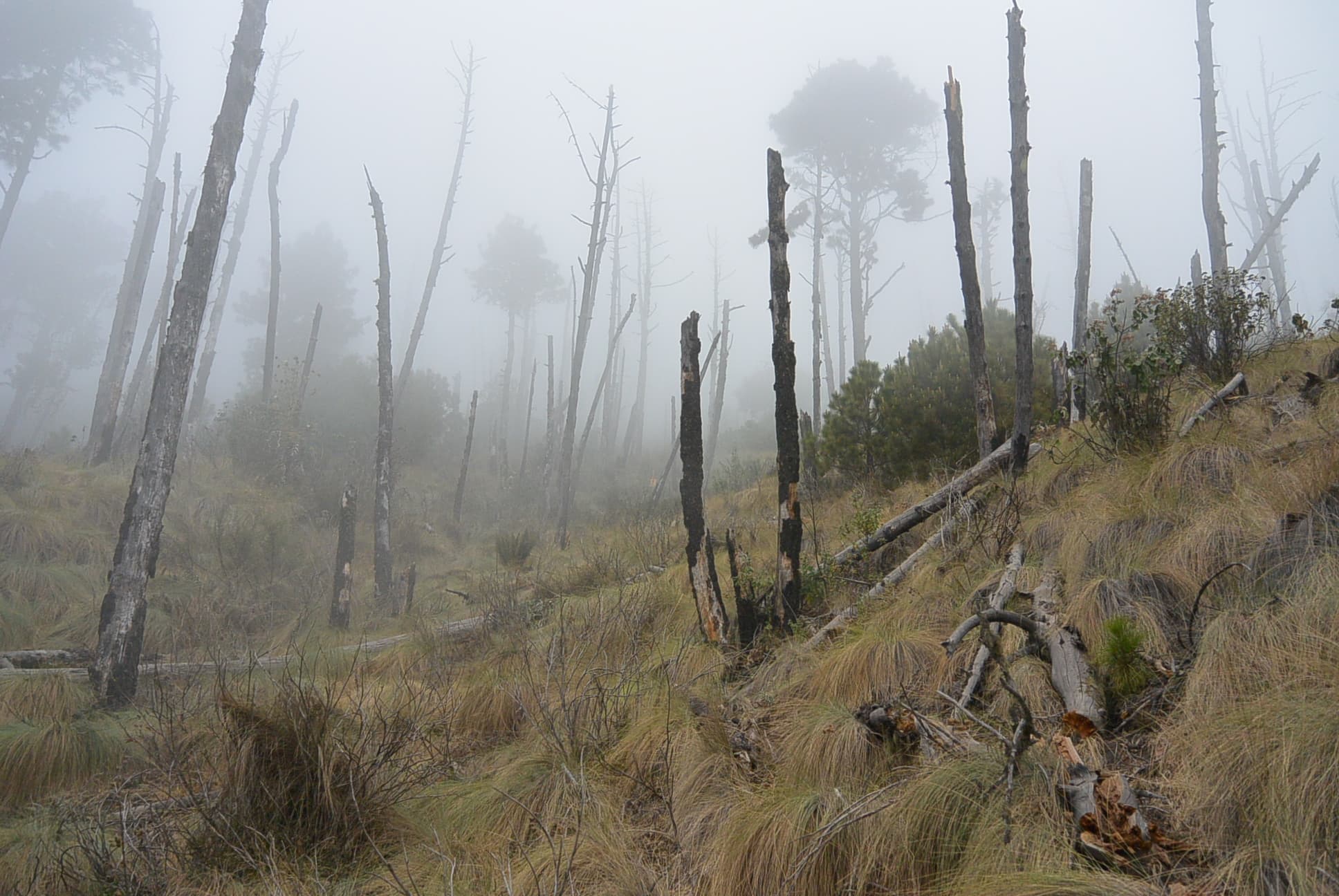 Abgestorbener Wald am Acatenango