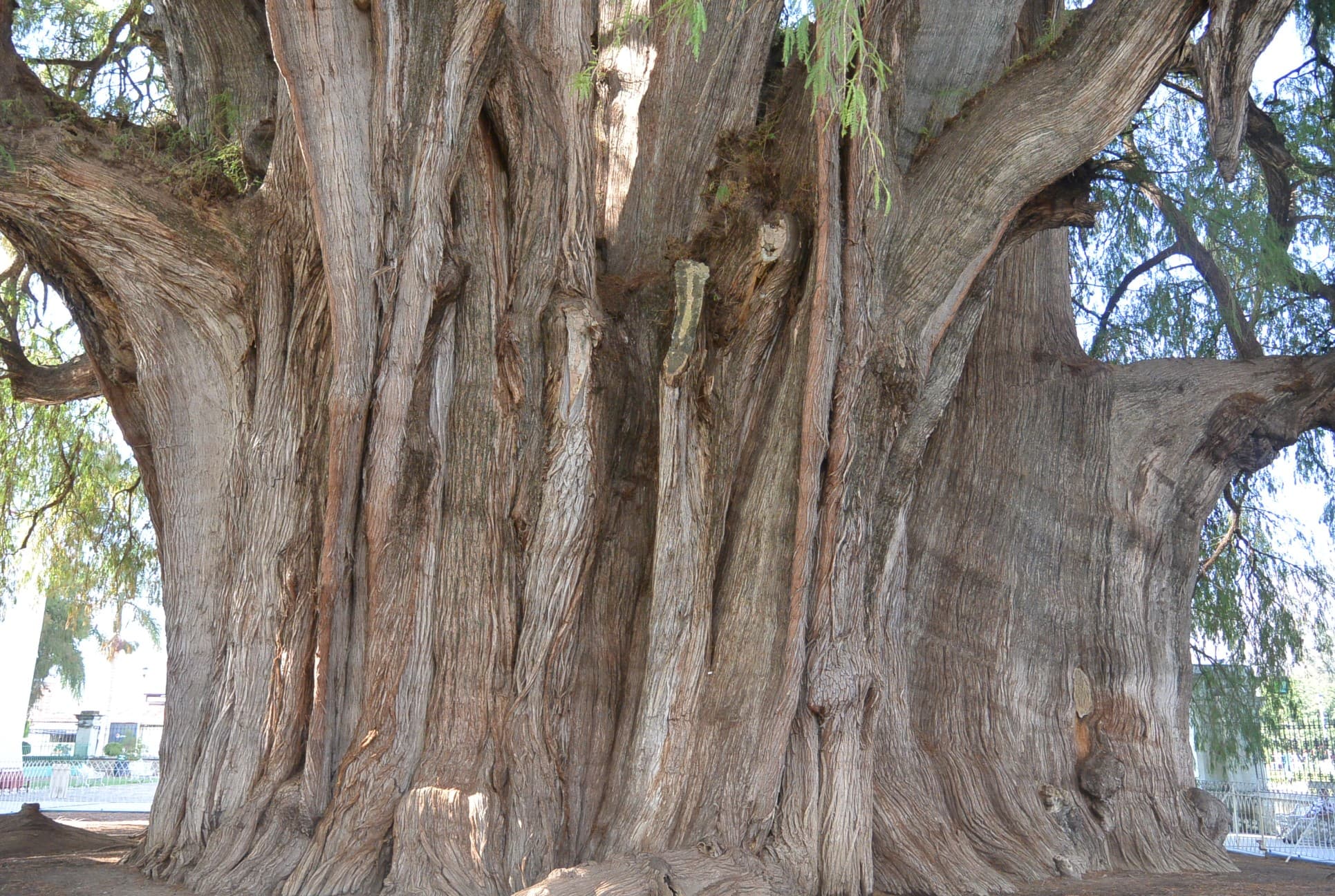Ein riesiger Baum