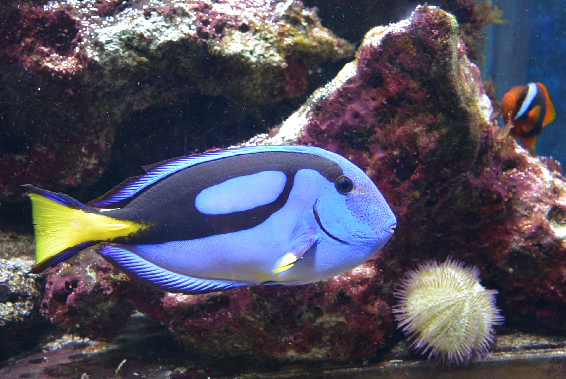 Ein „Paletten-Doktorfisch“ im Aquarium