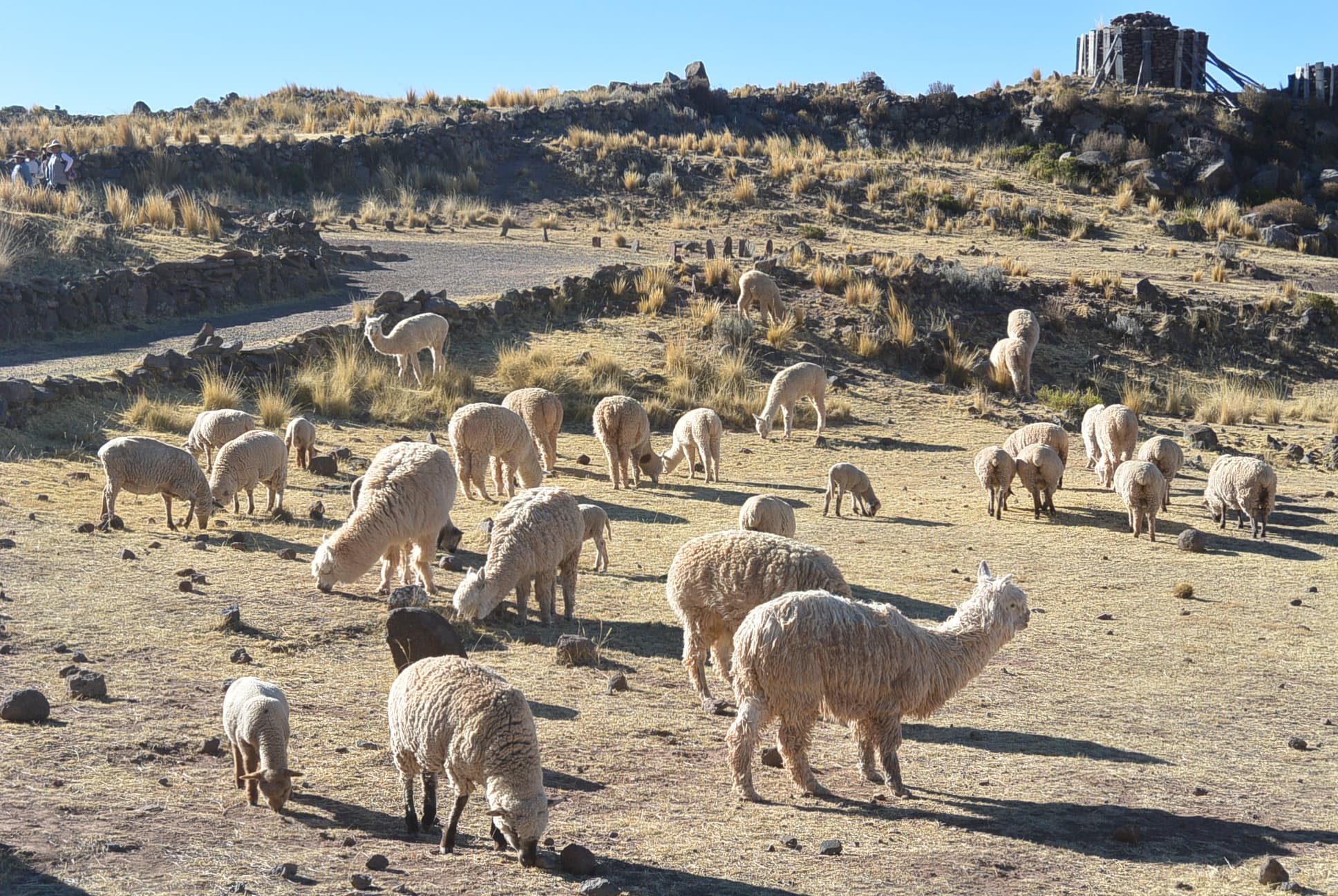 Alpacas und Schafe in Sillustani