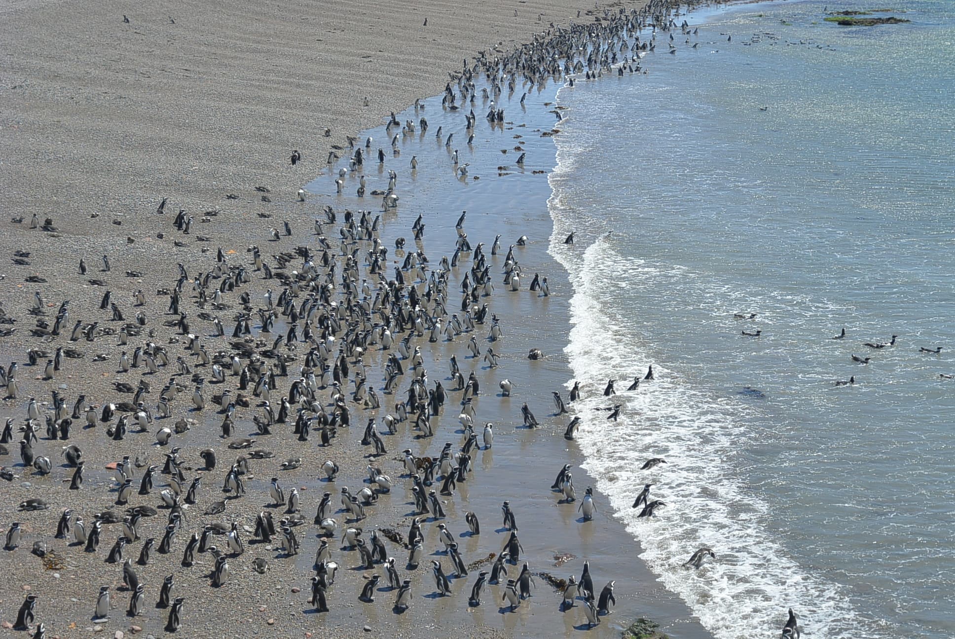 Pinguine in Puerto Madryn