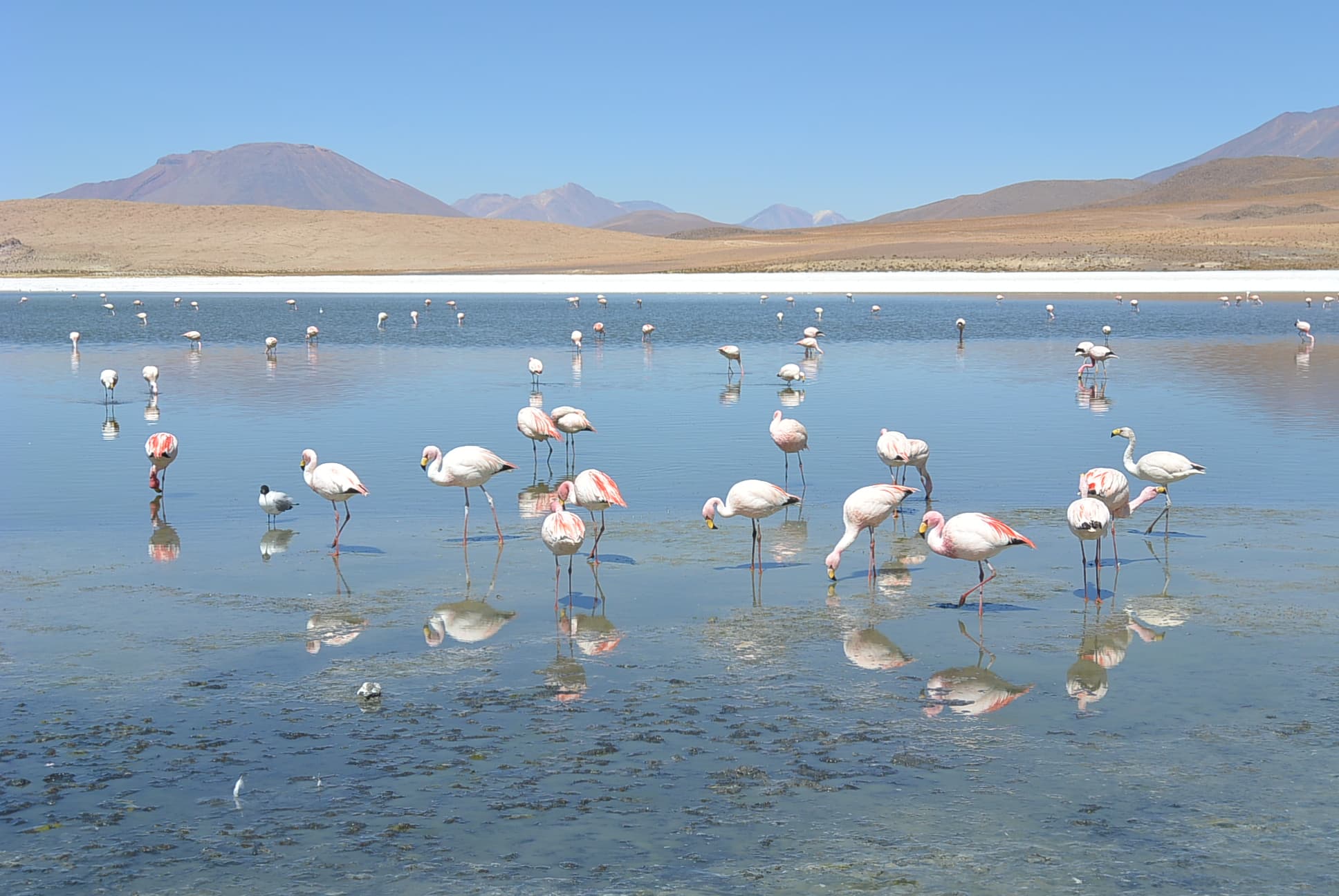 Flamingos in der Laguna Hedionda