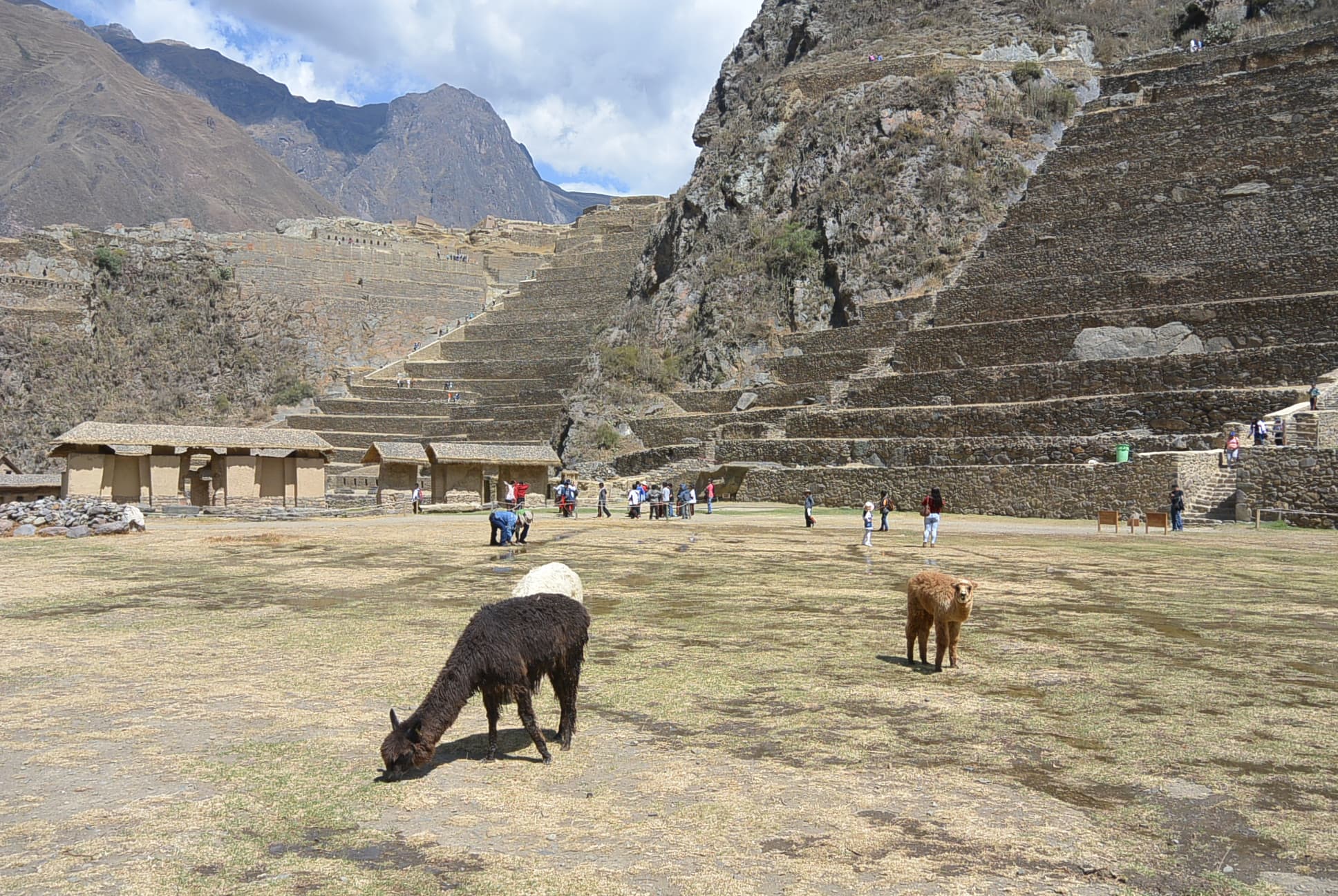 Lamas am grasen bei den Ollantaytamba-Ruinen