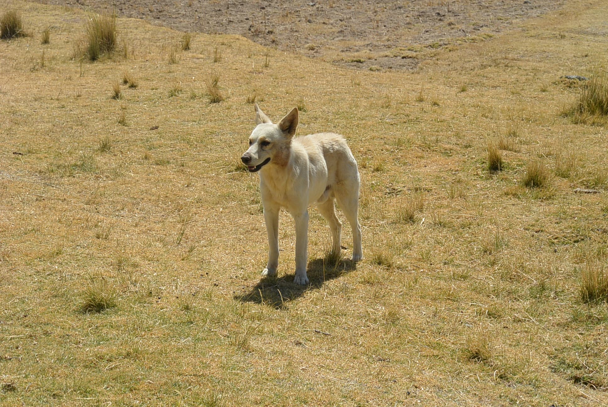 Einer der wenigen friedlichen Hunde